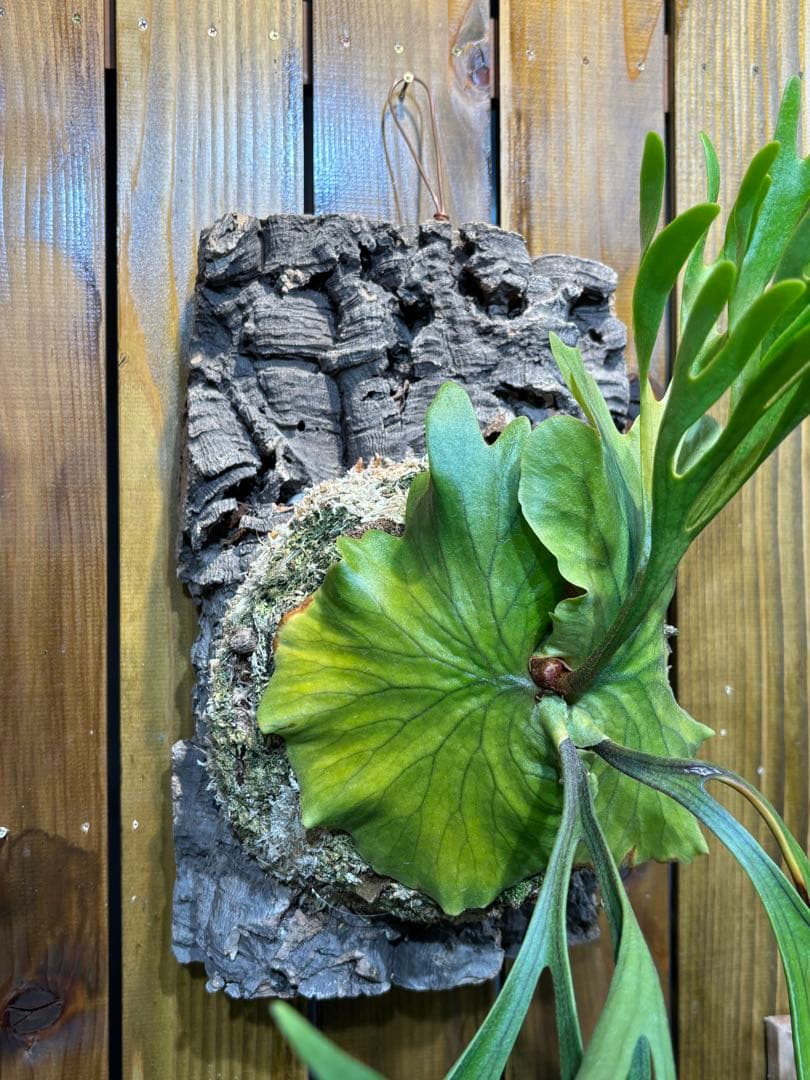 [現品•美株] 細葉Mt.Kitshakoodキッチャクード 国内管理　リドレイ 生命力あふれる観葉植物｜ビカクシダ・マウントキッチャクード（P.mt