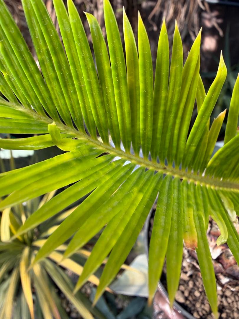 耐寒性強！ソテツ斑入り◇錦ドライガーデン アガベ ユッカ ヤシ アロエ