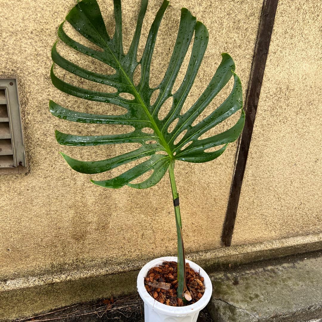 スケルトン】ミドルカット3 モンステラ - メルカリ