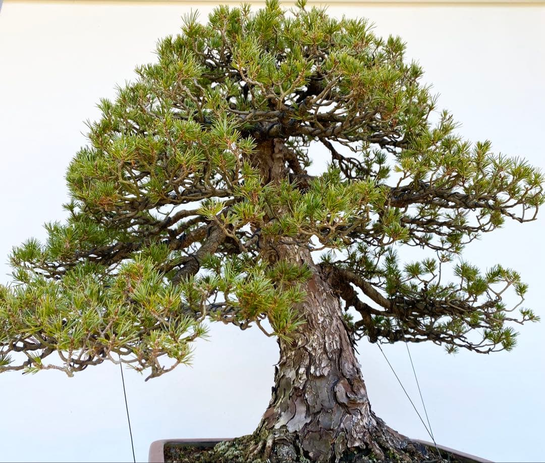 白木盆栽園 瑞祥 八房五葉松 樹高66センチ 盆栽黒松赤松五葉松真柏趣味