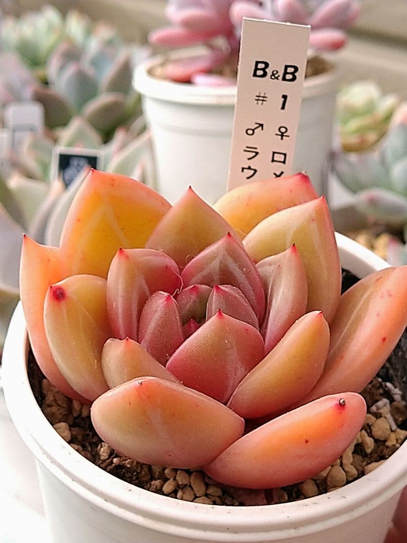 札付き♥️ぼのぼのさん✨ ぼのぼの』のAni-Art マグカップ、Ani-Art クリアファイル、Ani-Art