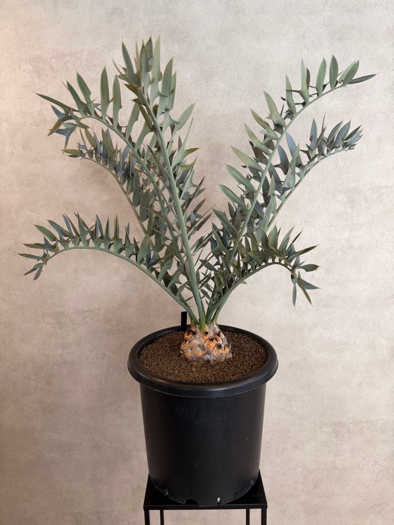 エンセファラルトス ホリダス オニソテツ 引取り希望