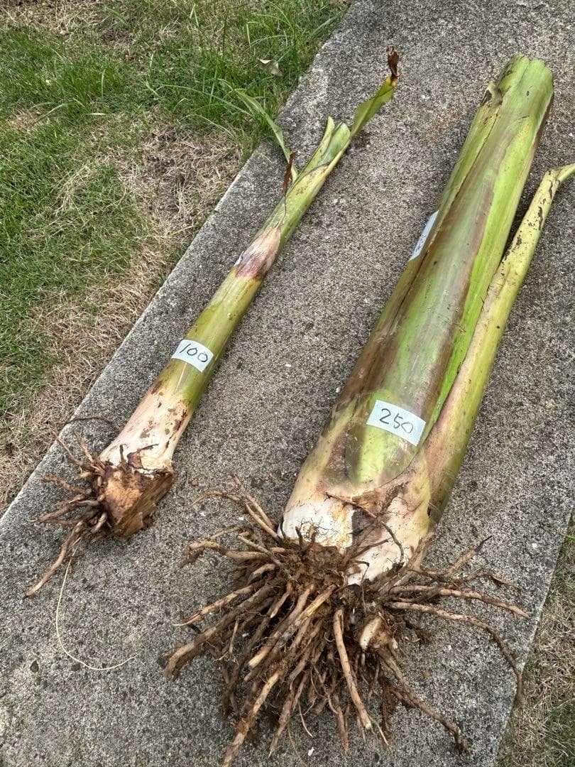 準親株、255cm◇スーパードワーフ・キングナムワ＝バナナ苗◇関東露地