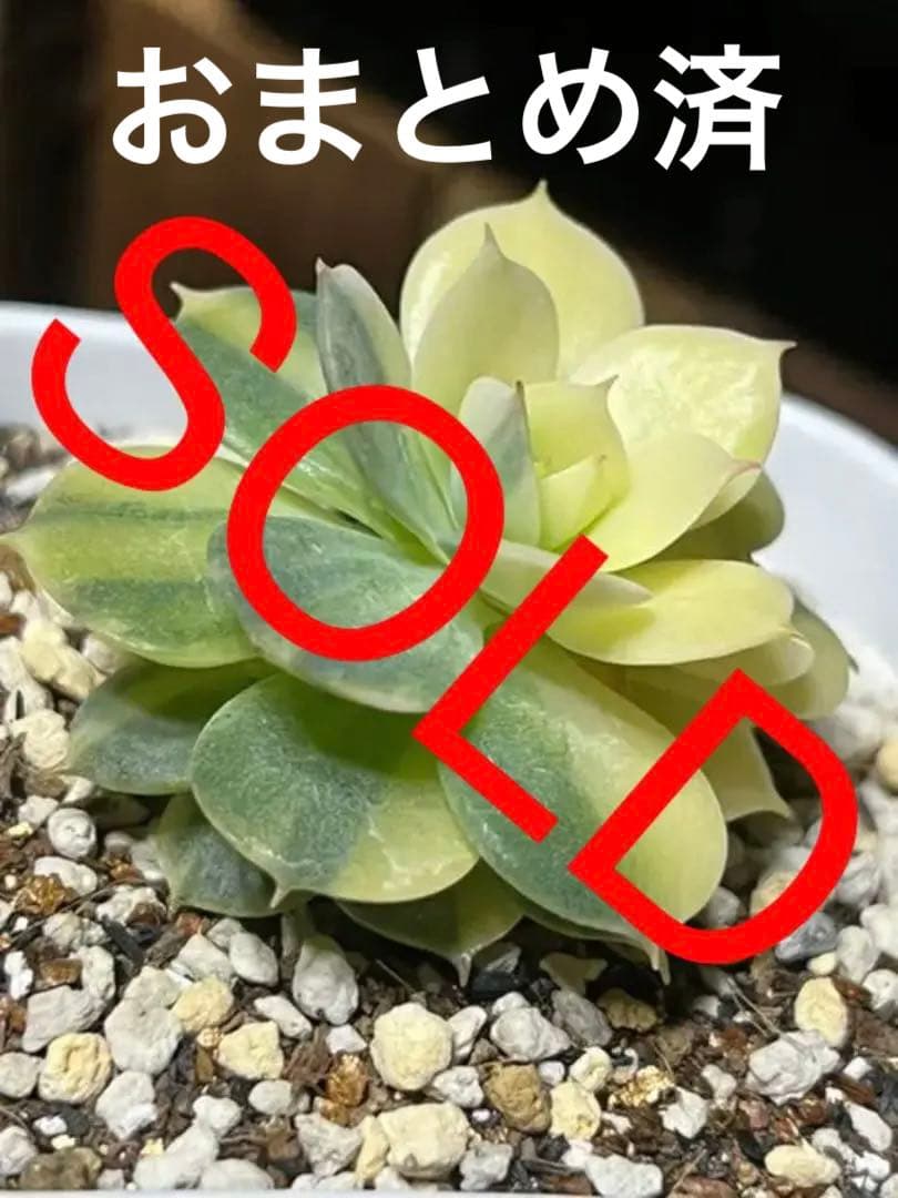 ローラ錦   抜き苗 エケベリア ローラ錦 Echeveria 'Lola Variegated'｜多肉植物図鑑