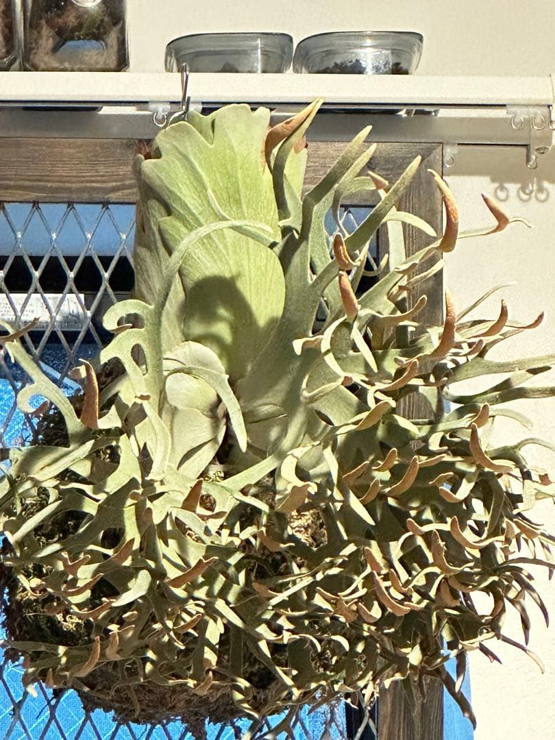 こ*び様 ビカクシダ 金童 胞子葉 胞子付き 金童 ビカクシダの森