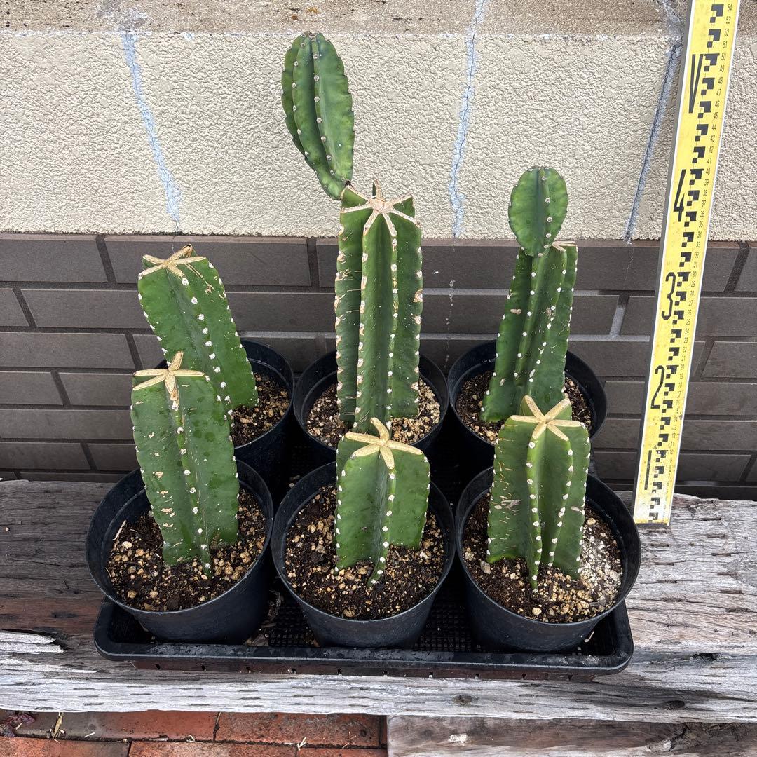 6本セット価格2売り切越冬済 柱サボテン 鬼面角 発根 ドライガーデン 2