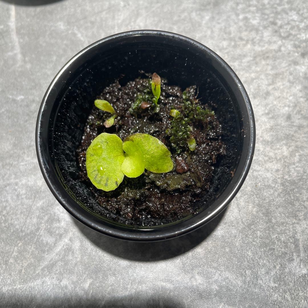 ビカクシダ 前葉体 胞子体 4種類 - メルカリ