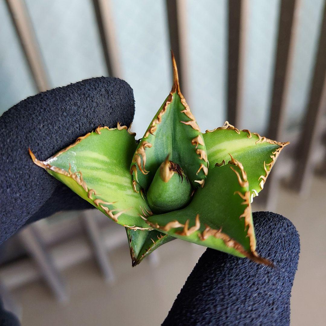 アガベ チタノタ 厳竜 縞斑 チタノタ錦 胴切り 子株 1つ 発根済み