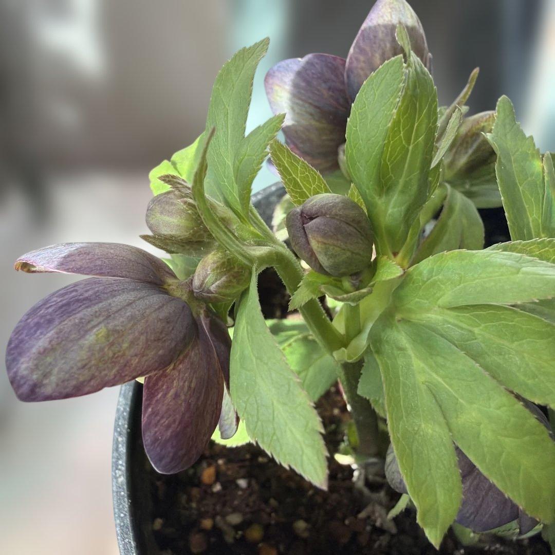 【広瀬園芸】原種交配　クリスマスローズ　トルカータス系ベインss《2/13》