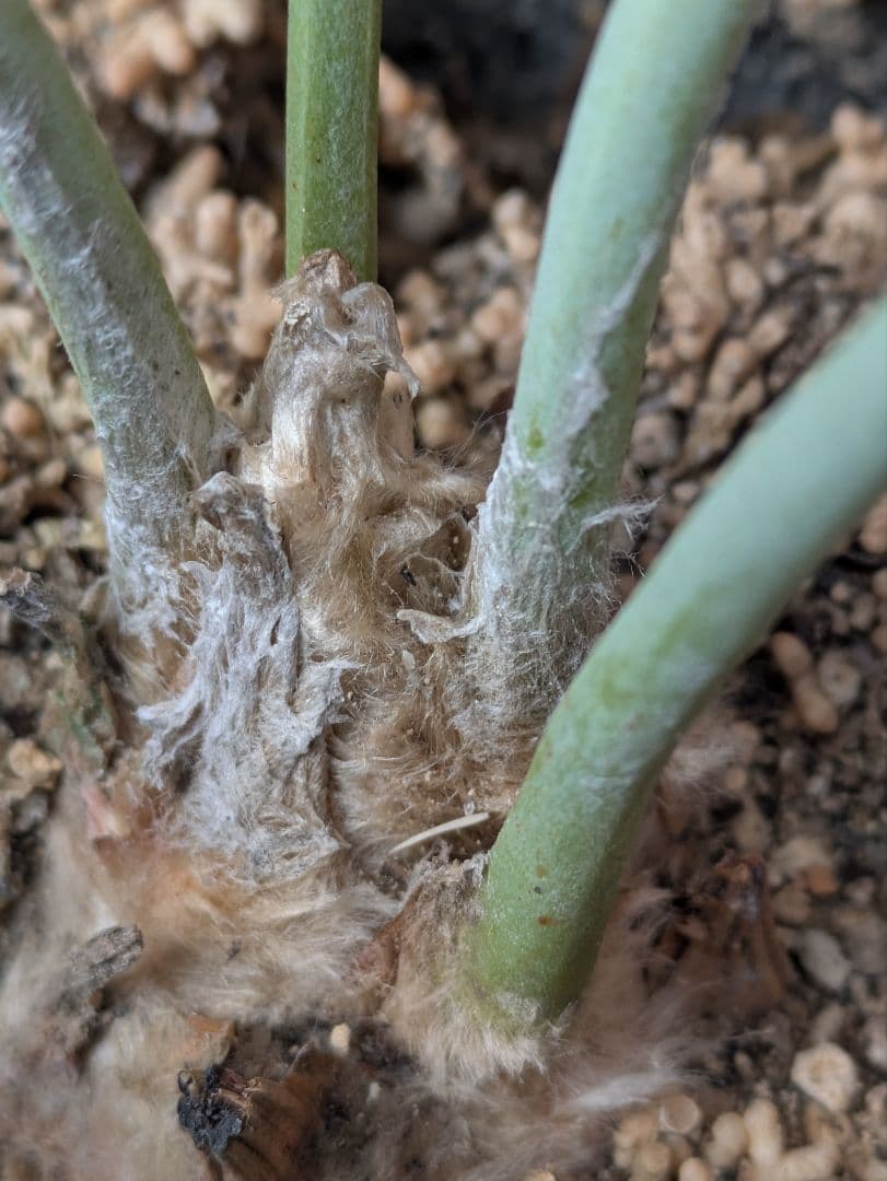 エンセファラルトス ユージンマライシー ダブルヘッド - メルカリ