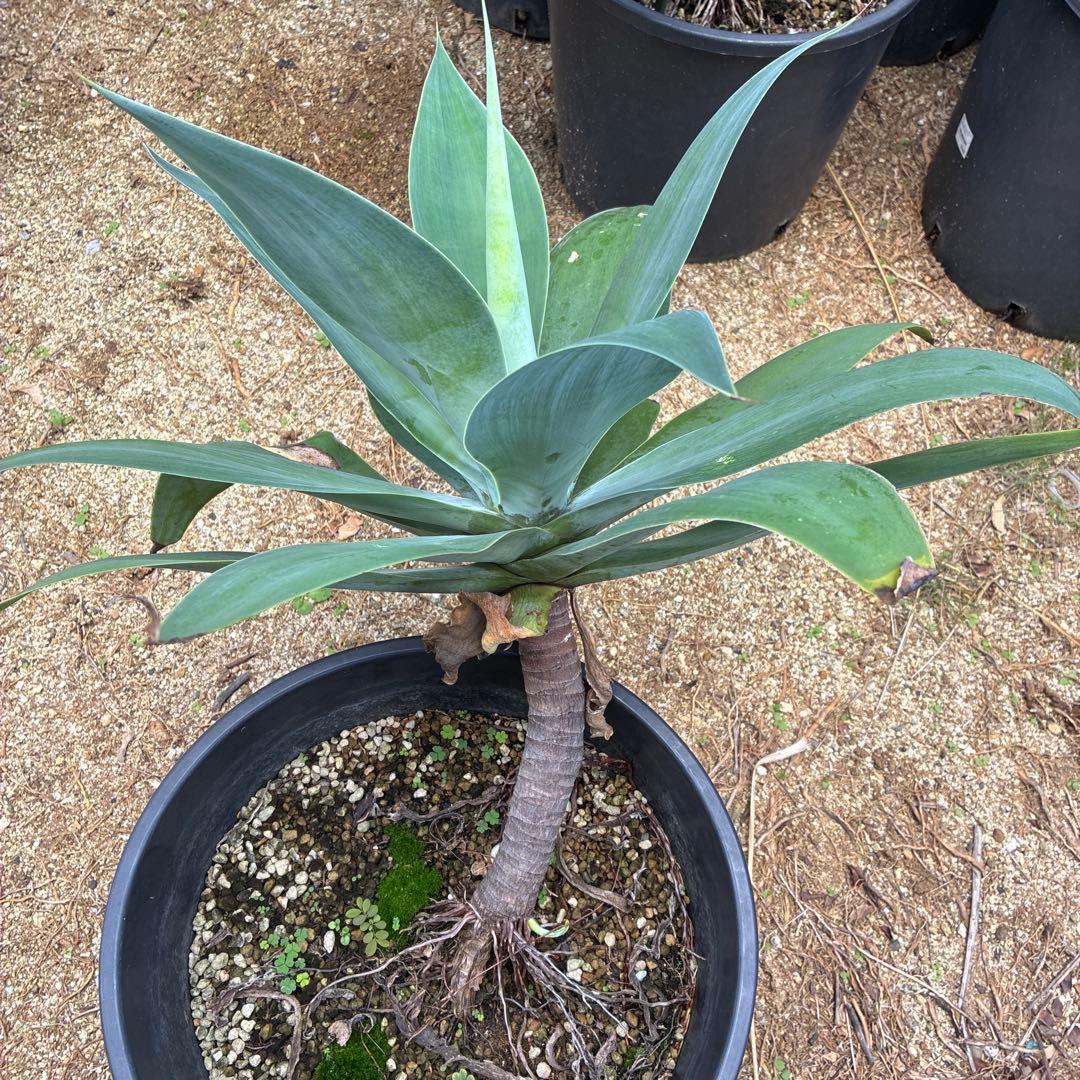 アガベアテナータ 2024年11月更新】アガベ アテナータ/Agaveattenuata| AG-AT-02 – LAND