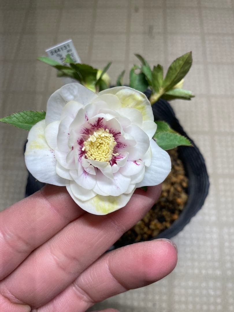 加藤農園 ホワイトゴールド グリーンリップ クリスマスローズ 加藤農園さんのクリスマスローズ | グリーンホビー