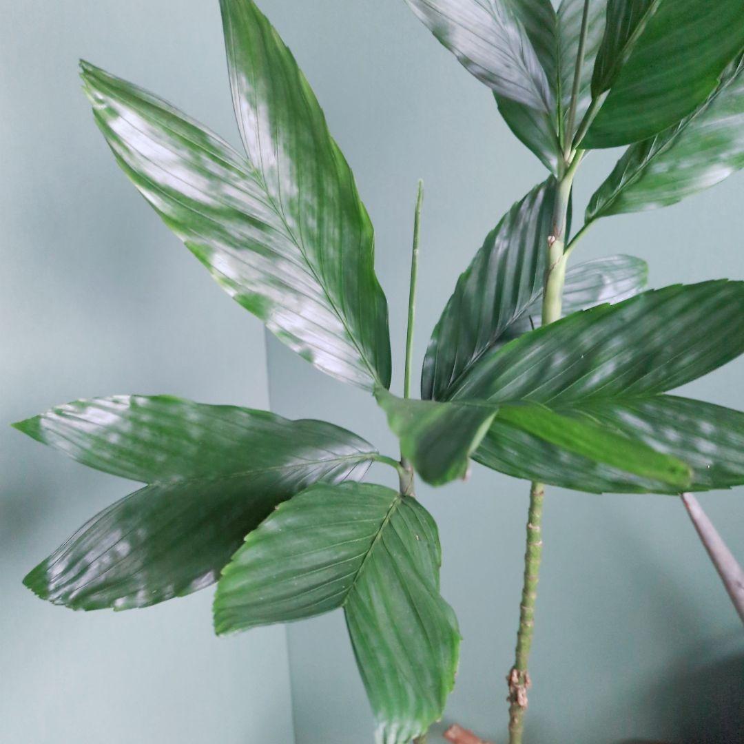 ７号 《現品》希少品種 チャメドレア:テネラ ヤシ科メタリック