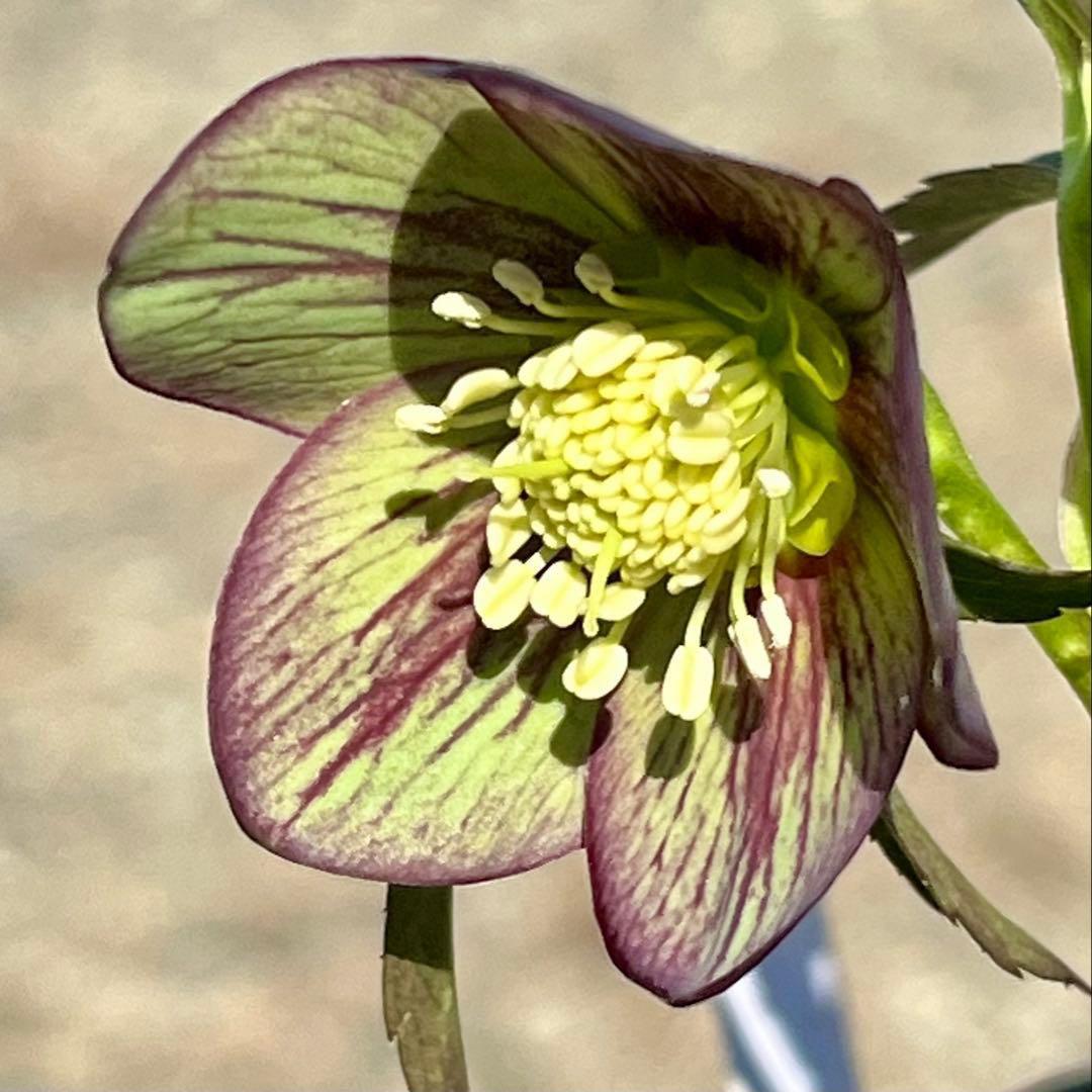 ボ*ト様 ❤️開花株❤️根充実❤️沢山新芽❤️3223⭐️極上⭐️原生地採取実生