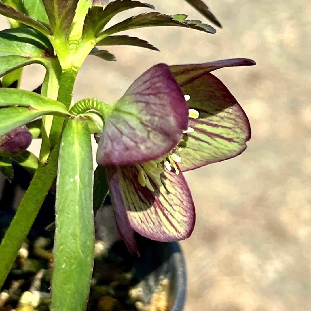 ボ*ト様 ❤️開花株❤️根充実❤️沢山新芽❤️3223⭐️極上⭐️原生地採取実生