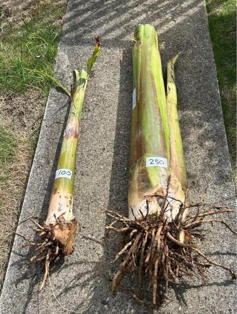 処分◆180cm巨大苗◆サンタカタリーナ◆早生タイプゆえ初心者収穫容易、低木耐寒