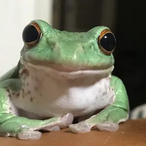 マイクロエース A5922 キハ40系500番台急行 秋田 五能カラー寒冷地仕様