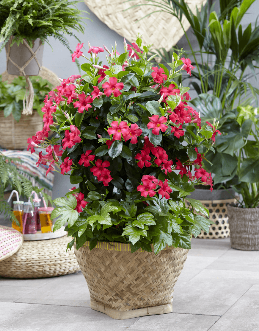 Sundaville® Fuchsia Pink | World's No.1 Mandevilla (Dipladenia)
